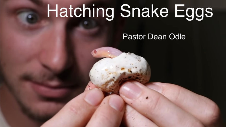Hatching Snake Eggs